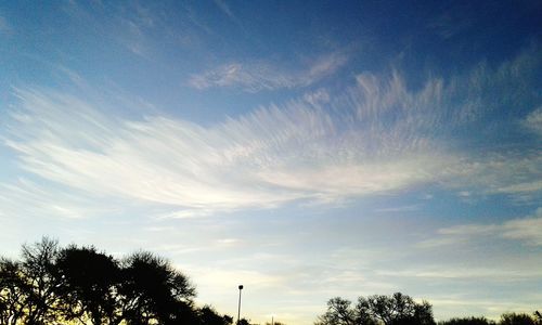 Low angle view of silhouette trees against sky