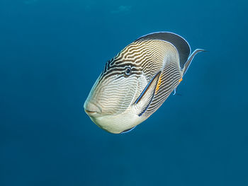 Dragon moray eel portrait