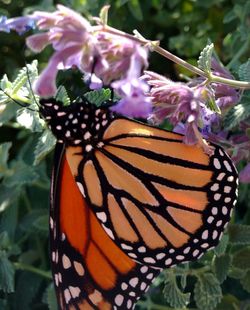 Close-up of butterfly on flower