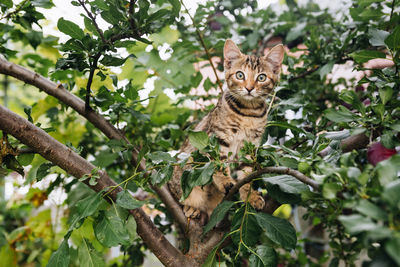 Portrait of a cat