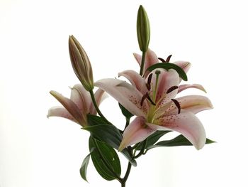 Close-up of flower over white background