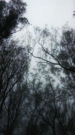 Low angle view of silhouette trees against sky