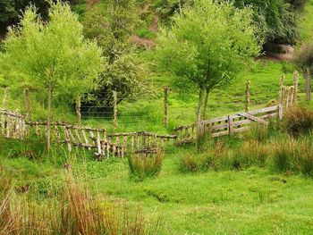 Scenic view of trees on field