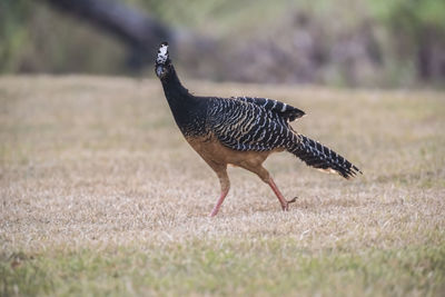 Close-up of bird on field