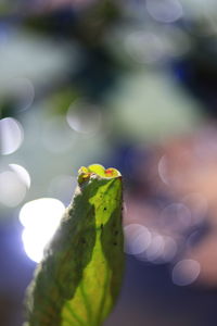 Close-up of leaf