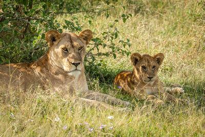 Lioness with cub resting on field