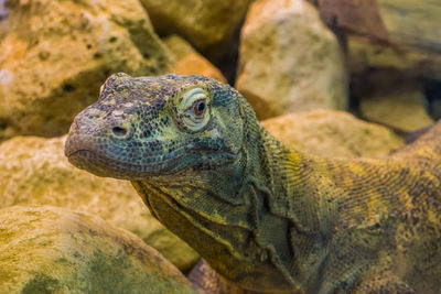 Close-up of lizard on rock