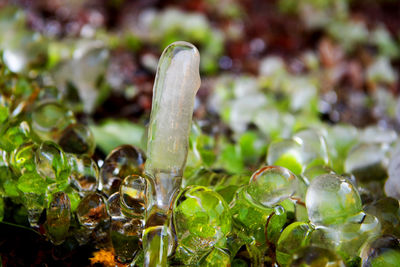 Close-up of wet plant