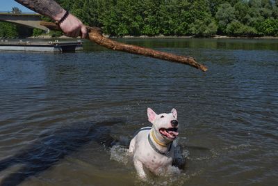 Portrait of dog in lake