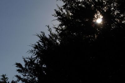 Low angle view of silhouette trees against sky