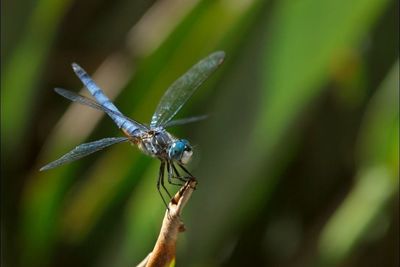 Close-up of insect