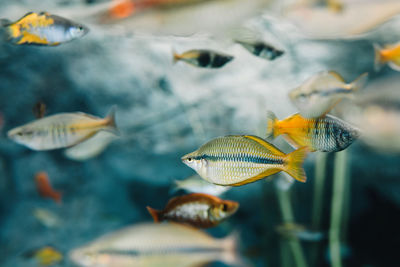 Close-up of fish swimming in sea