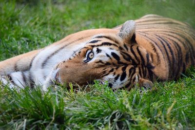 Tiger resting on a field