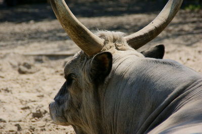 Close-up of a horned animal on the field