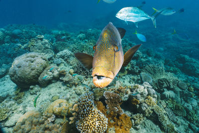 Fish swimming in sea