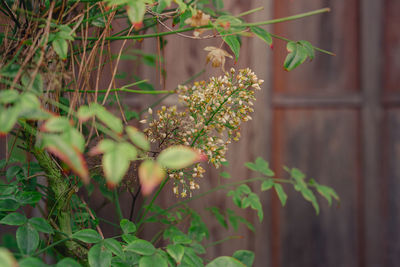 Close-up of plant