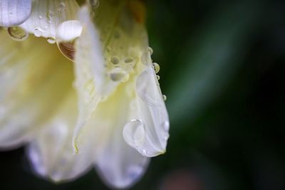 Close-up of wet white flower blooming outdoors