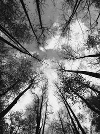 Low angle view of tree against sky