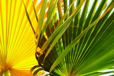 Low angle view of palm tree