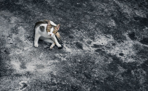 High angle view of cat sitting outdoors