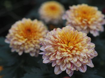 Close-up of dahlia on plant