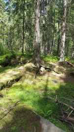 View of trees in forest