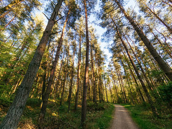 Low angle view of bamboo trees in forest