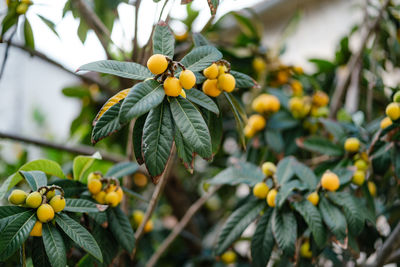 Close-up of fruits growing on tree