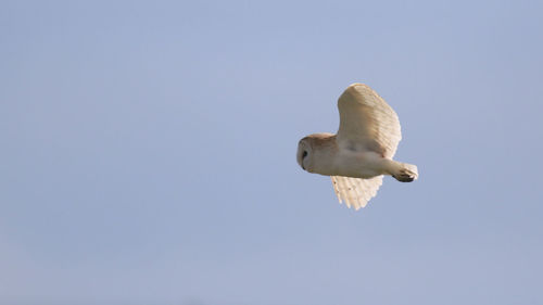 Low angle view of seagull flying against clear sky