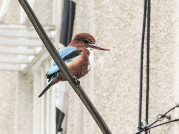 Close-up of bird perching outdoors