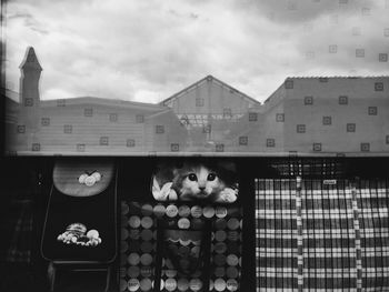 Low angle view of cat by window against sky