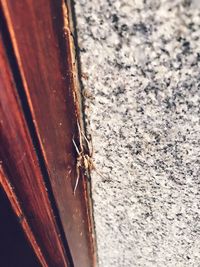 Close-up of insect on wood