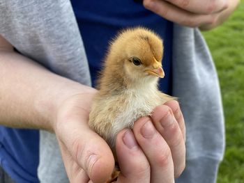 Close-up of a hand holding a bird