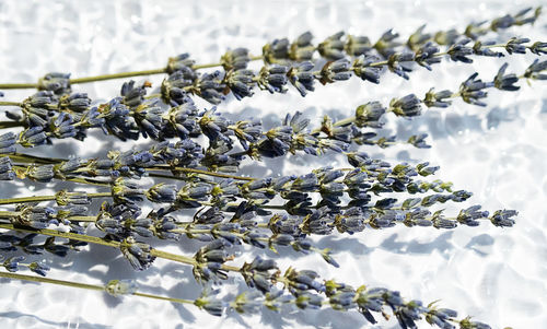 Dried lavender