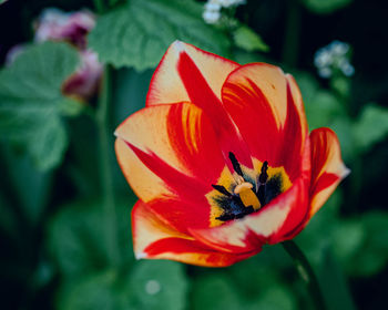 flowering plant