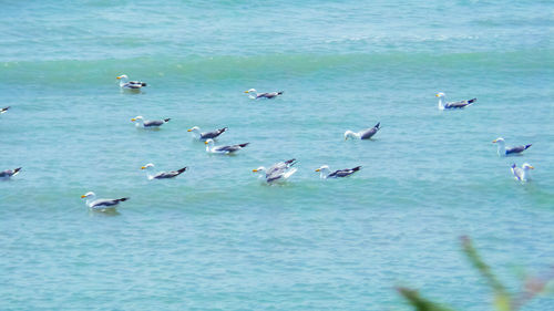 Seagulls flying over sea
