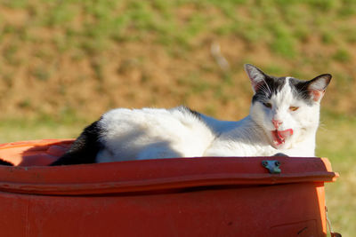 Close-up of a cat