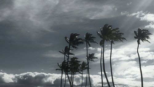 Low angle view of palm trees against cloudy sky