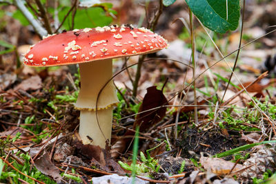 Close-up of mushroom on field