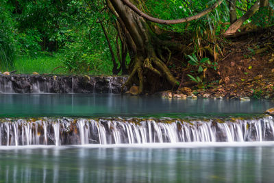 Scenic view of waterfall in forest