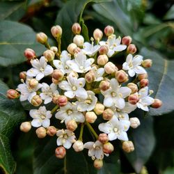 Close-up of flowers blooming outdoors