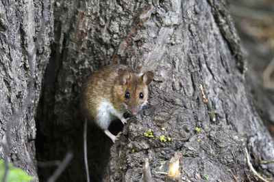 Close-up of mouse on tree trunk