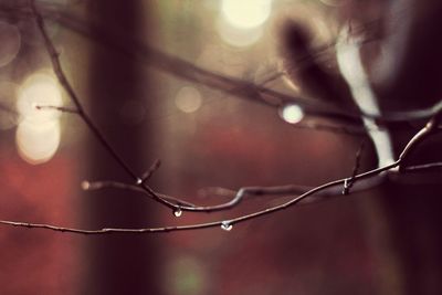 Close-up of water drops on twig