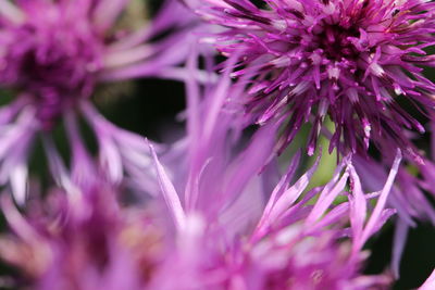 Close-up of purple flower blooming outdoors