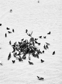 Man surrounded by birds