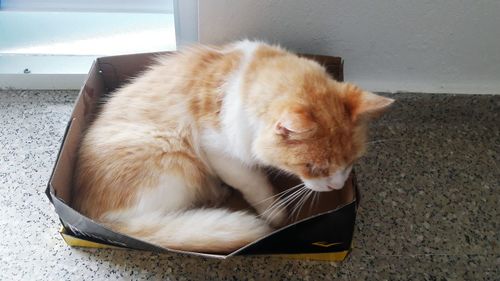 Box with a cat