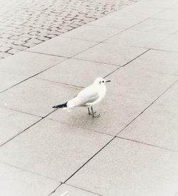 High angle view of seagull perching on tiled floor