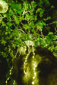 Low angle view of illuminated lights on tree