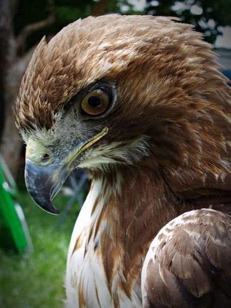 CLOSE-UP OF EAGLE OUTDOORS