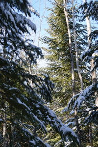 Low angle view of trees in forest